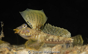 Male Lancer's Dragonet in Full Sail by Suzan Meldonian 